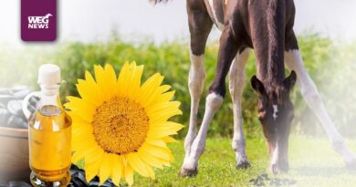 słonecznik w diecie koni