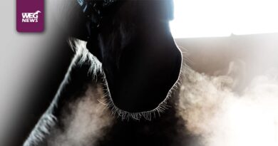 drogi oddechowe u koni