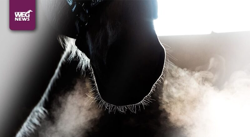 drogi oddechowe u koni